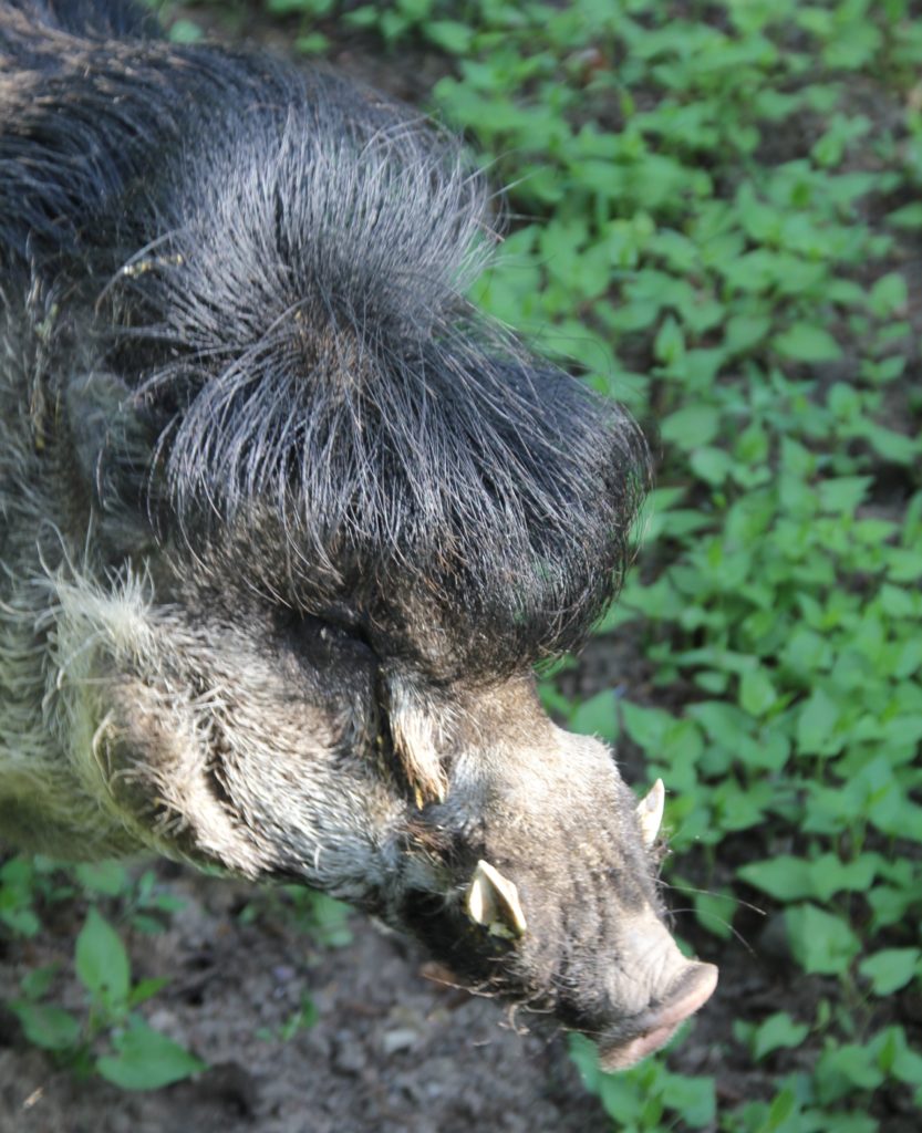 Knur świni wisajskiej. fot. M. Bątkiewicz