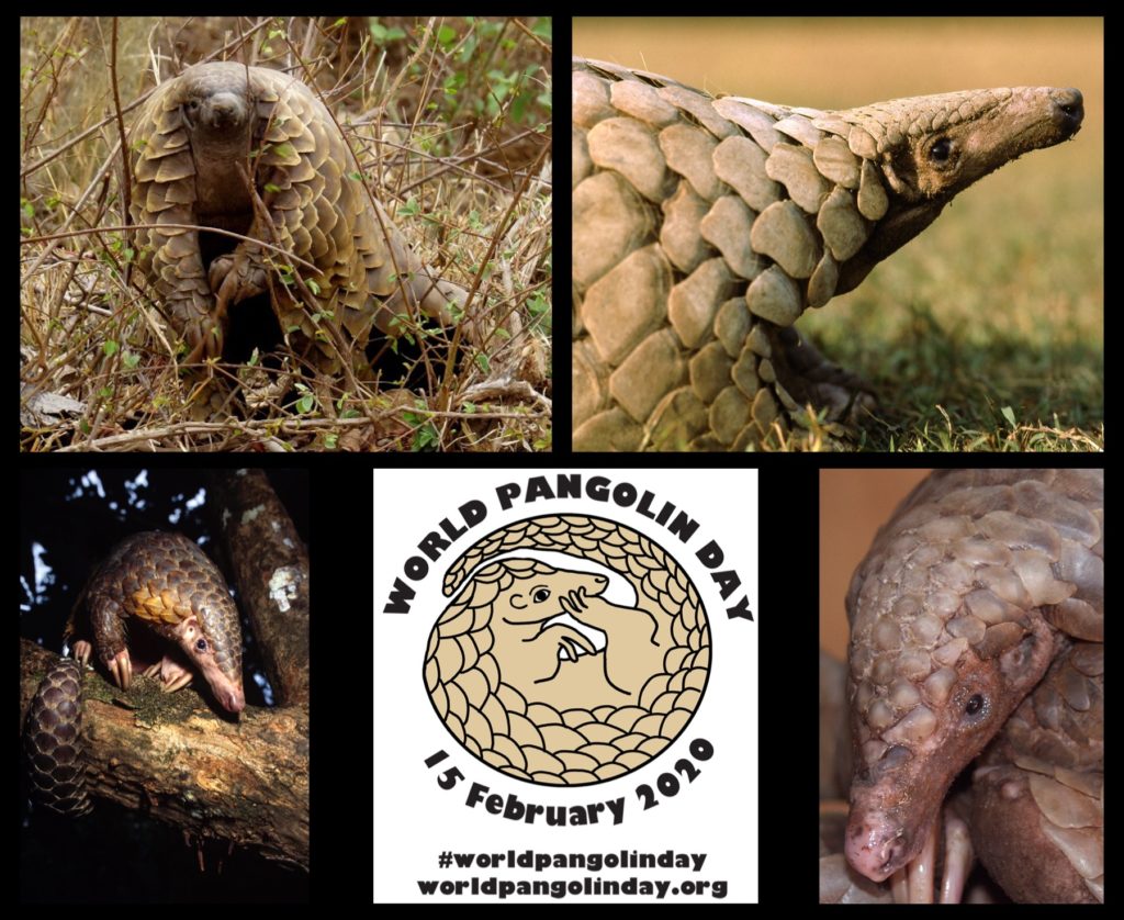 Pocztówka z okazji Światowego Dnia Pangolina 2020