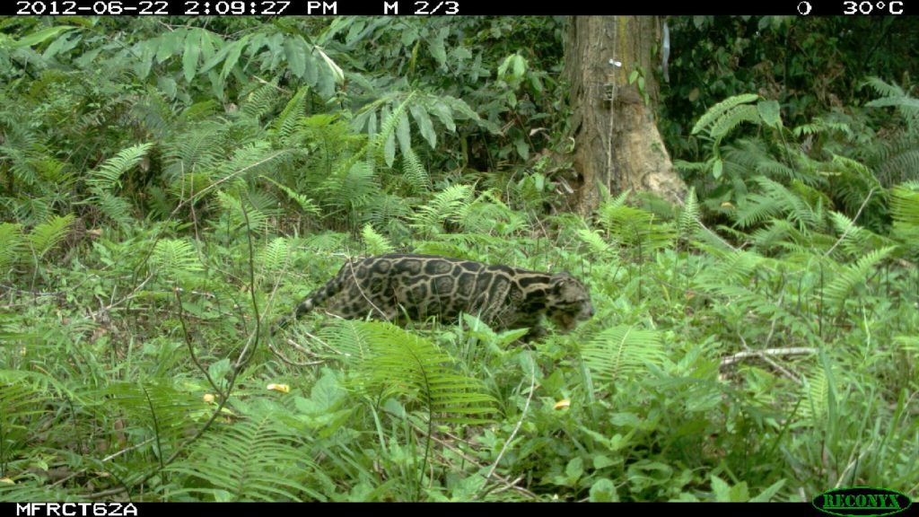 Pantera mglista sundajska, zdjęcie z fotopułapki Sabah Wildlife Department