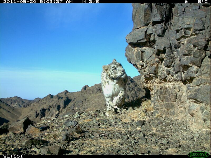 Pantera śnieżna w Mongolii. Zdjęcie z fotopułapki Snow Leopard Trust