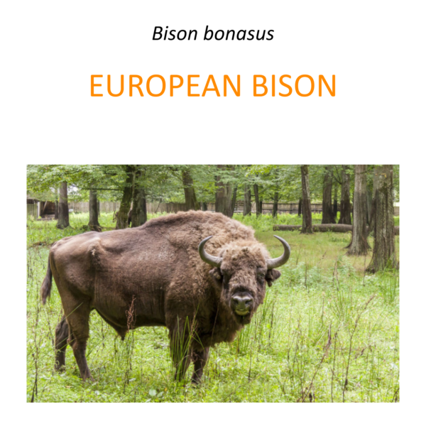 European bison conservation program
