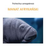 Program ochrony manatów afrykańskich