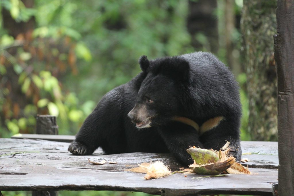Niedźwiedź himalajski jedzący kokosa. fot. Free the Bears