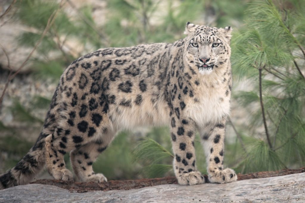 Pantera śnieżna w Zoo Wrocław