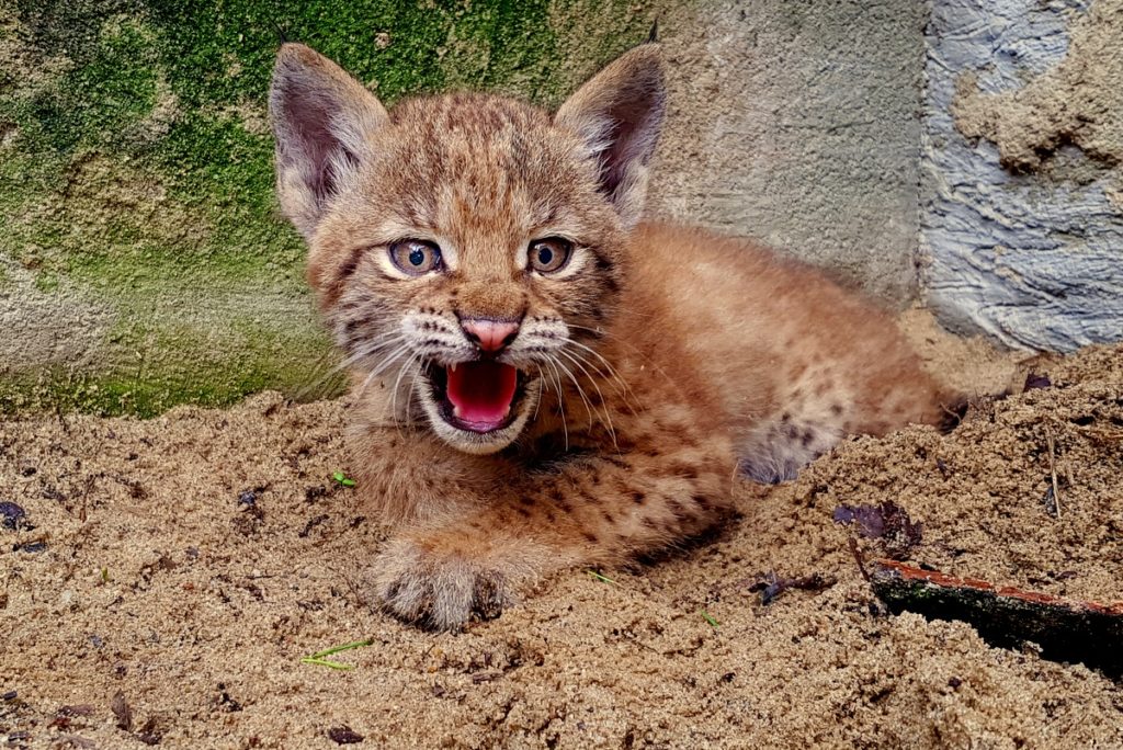 Młody ryś euroazjatycki Ula w Zoo Wrocław