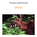 Program ochrony saola - Saola protection program