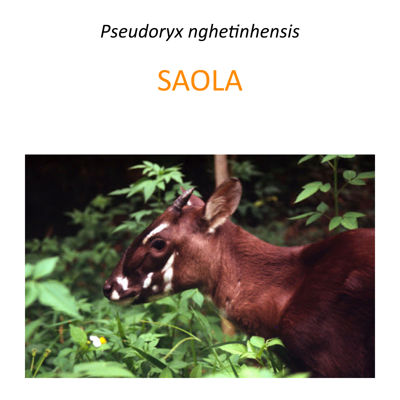 Program ochrony saola - Saola protection program
