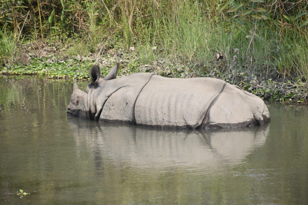 Nosorożec indyjski odpoczywający w płytkiej wodzie w Parku Narodowym Manas w Indiach