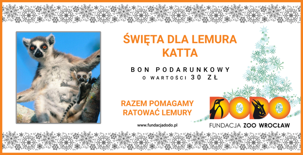 Kup bon podarunkowy dla lemura katta