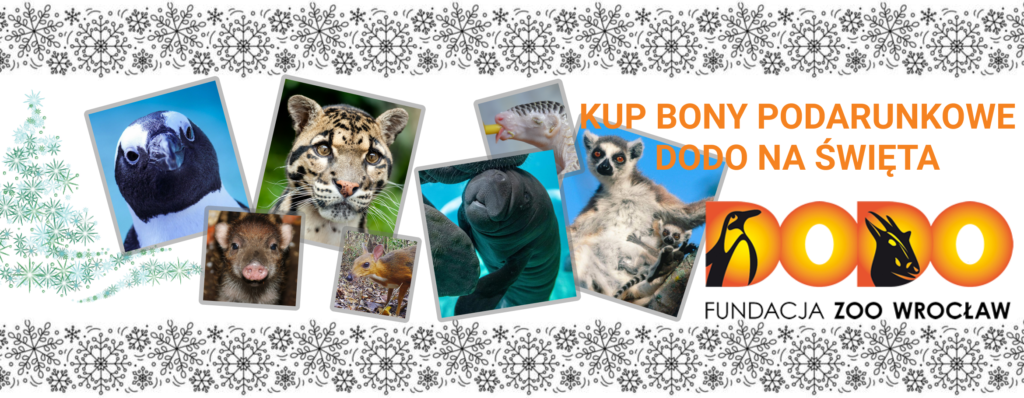 Bony podarunkowe na Święta