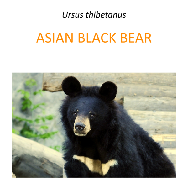 Moon bear rescue program