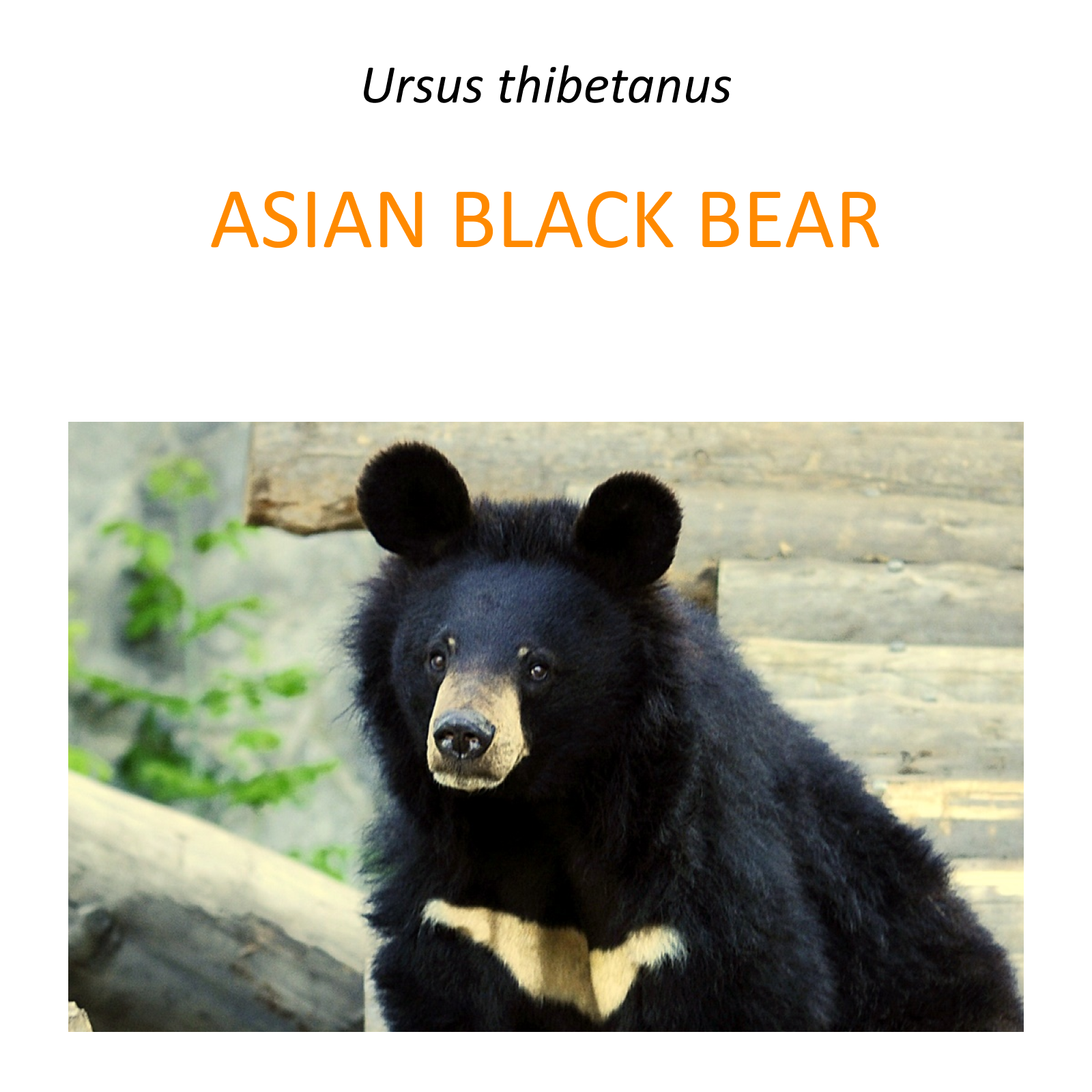 Moon bear rescue program