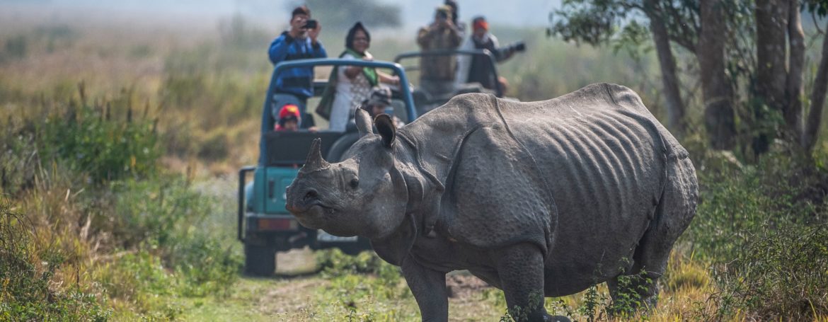 Nosorożec indyjski i turyści w Parku Narodowym Kaziranga w Indiach. fot. WWF