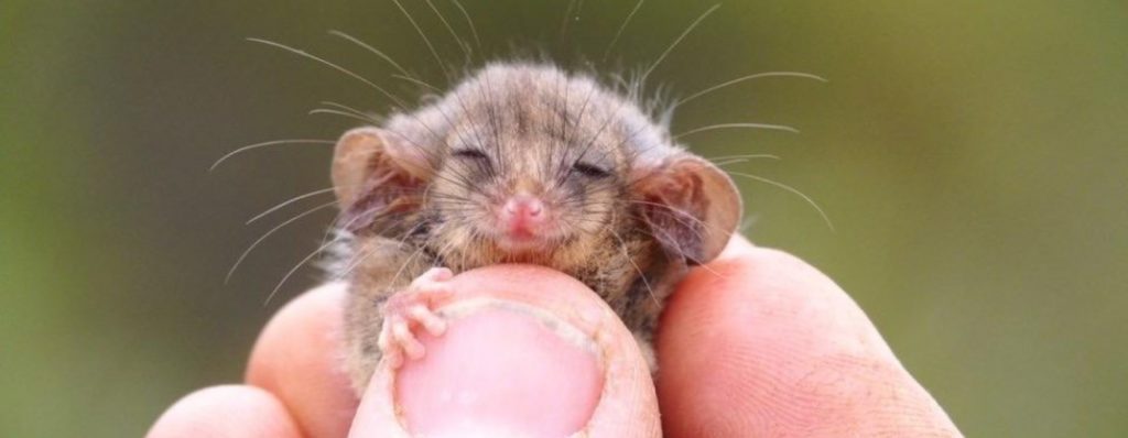 „Ekscytujące” znalezisko daje naukowcom nadzieję, że pałaneczki karłowate przetrwały pożary w Australii