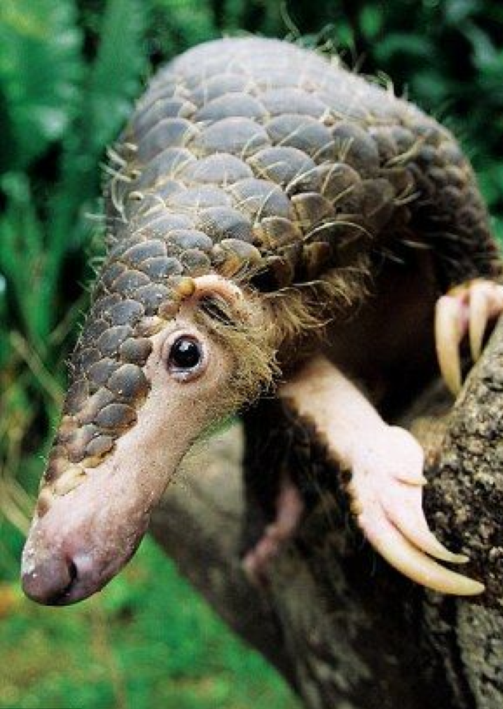 Pangolin. fot. How Hwee Young
