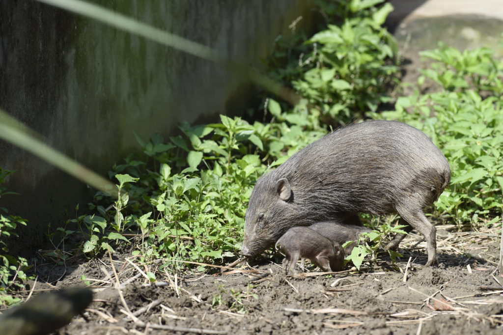 Świneczka karłowata z młodymi w zagrodzie w Pygmy Hog Conservation Programme. fot. Craig Jones