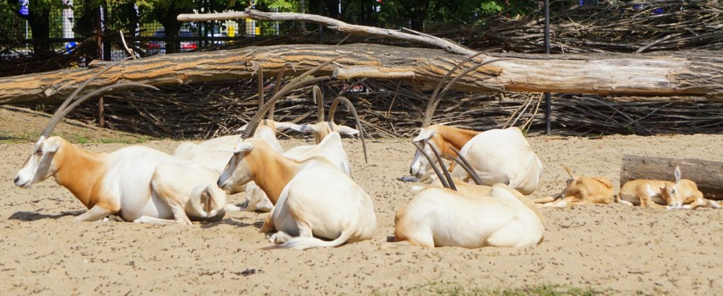 Stado oryksów szablorogich odpoczywające w Zoo Wrocław