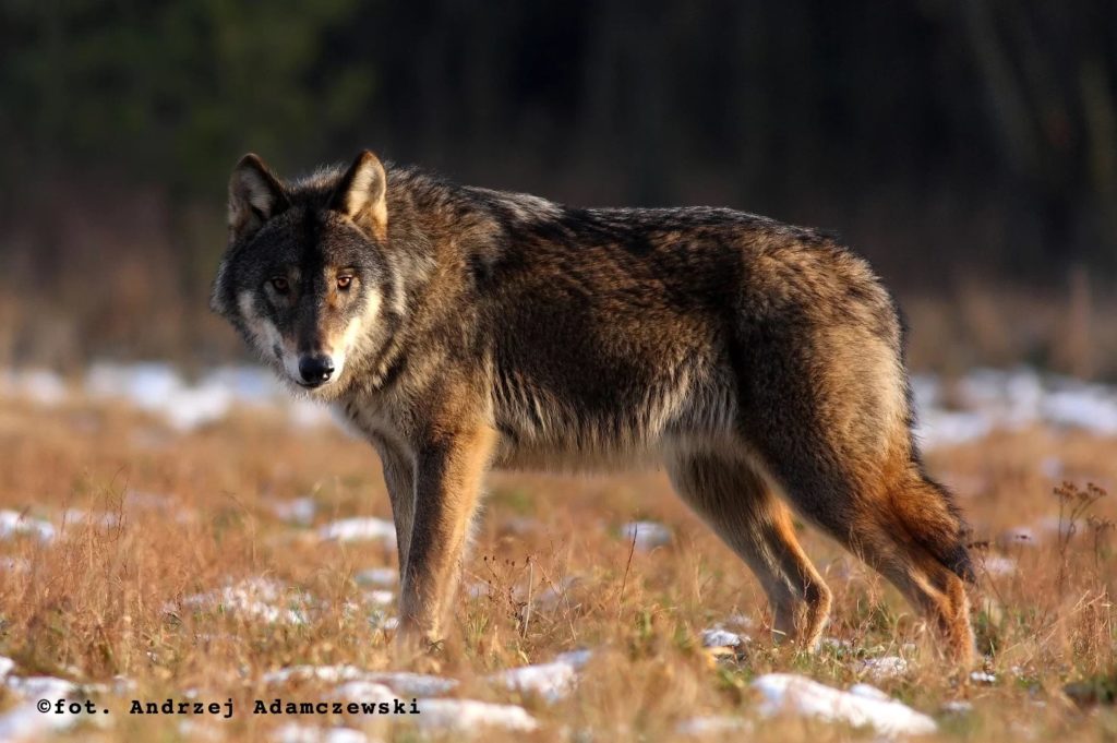 Dorosły wilk w naturze, sylwetka z boku. fot. Andrzej Adamczewski - Stowarzyszenie dla Natury Wilk