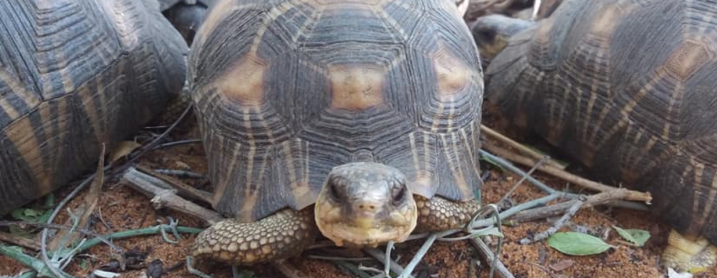 Konfiskata żółwi promienistych