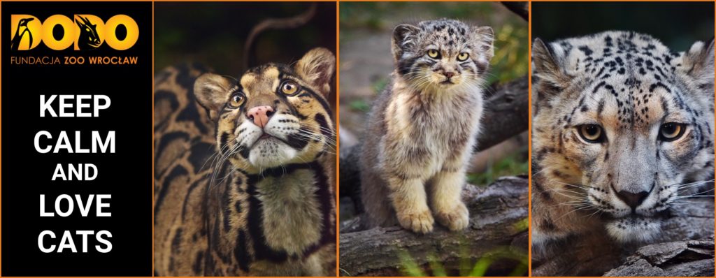 Ratujmy dzikie koty