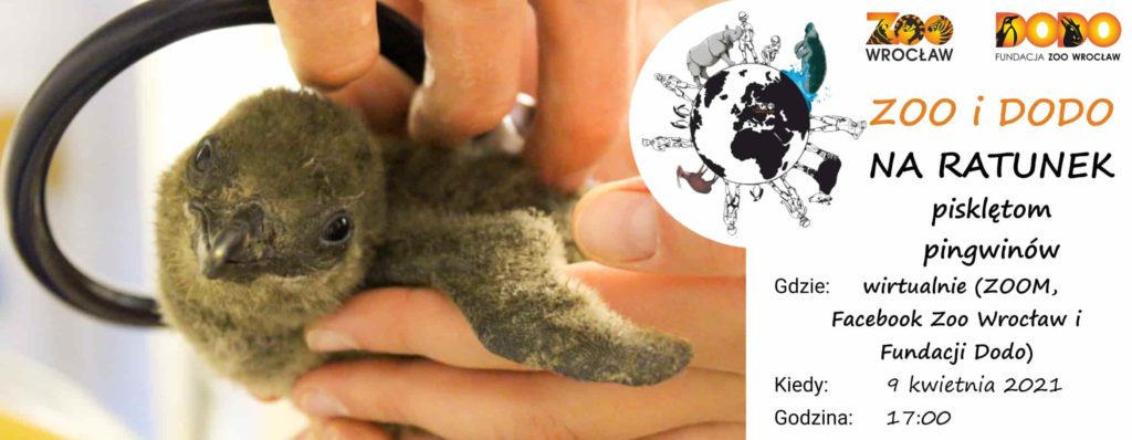 Zoo i Dodo na ratunek pisklętom pingwinów