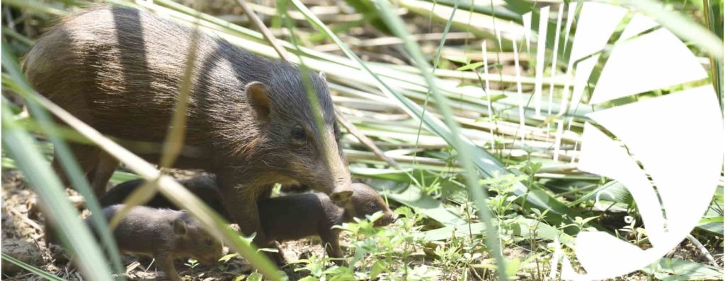 Świneczki karłowate w “lockdownie” – zagraża im afrykański pomór świń